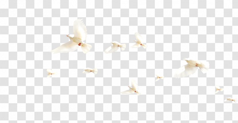 Paper Angle Pattern - White - Pigeon Transparent PNG