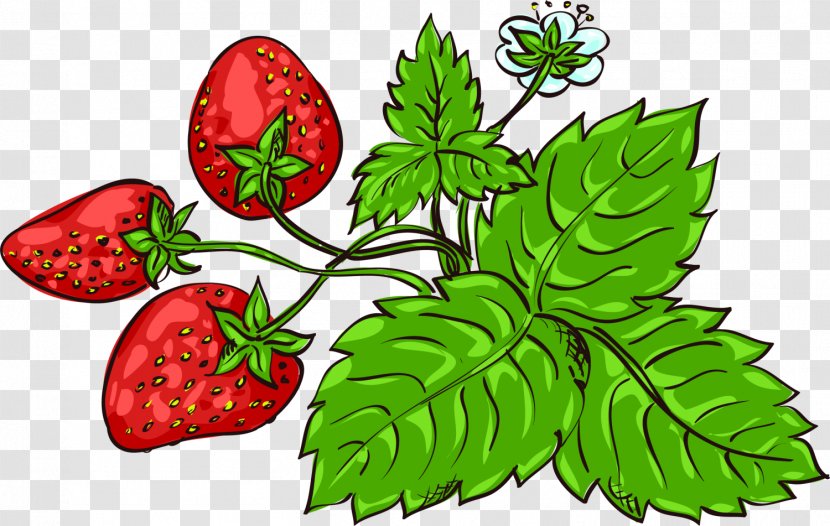 Strawberry Fragaria Viridis Aedmaasikas Clip Art - Cartoon - Green Hand-painted Transparent PNG
