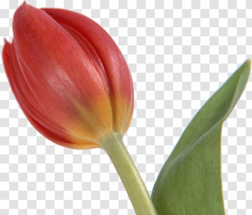 Tulip Cut Flowers Bud Transparent PNG