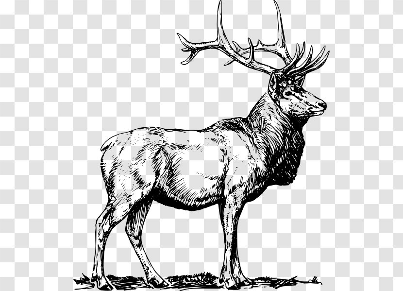 Elk Deer Clip Art - Wildlife - Vector Transparent PNG