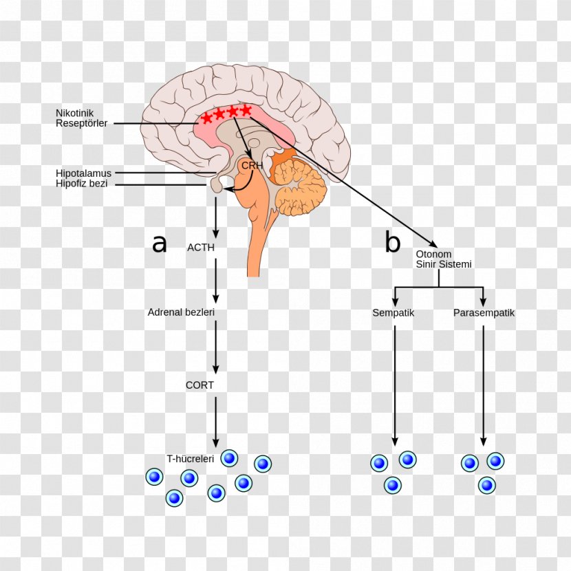 Bulbar Palsy Animal Diagram - Heart - Design Transparent PNG