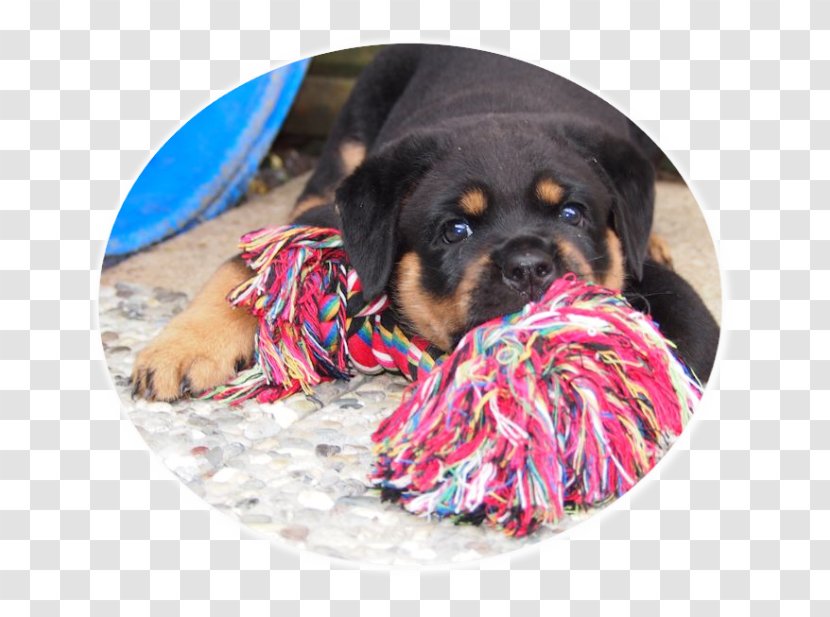 Dog Breed Rottweiler Puppy Leash Snout - Carnivoran Transparent PNG