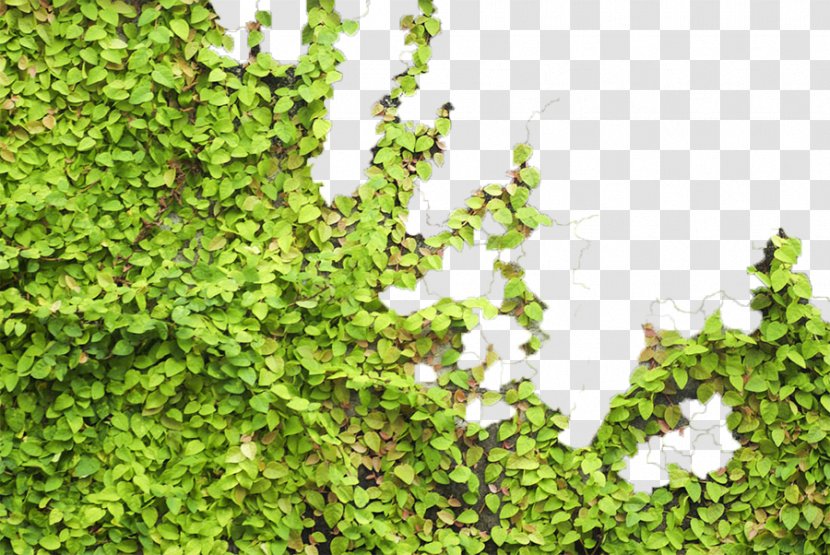 Parthenocissus Tricuspidata Tiger Euclidean Vector - Biome - Green Wall Transparent PNG