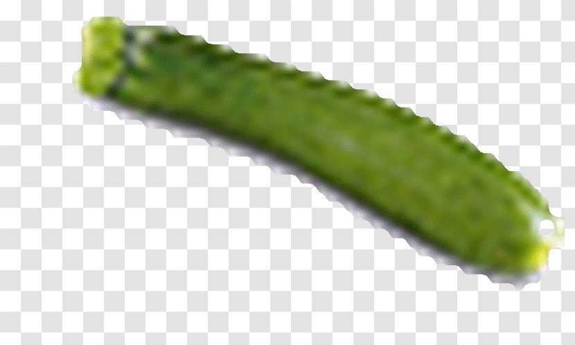 Pickled Cucumber Winged Bean - Larva Transparent PNG