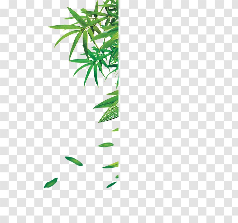 Dental Water Jets Shelf Image B 6 Hemp - Plant Stem - Bambous Vector Transparent PNG