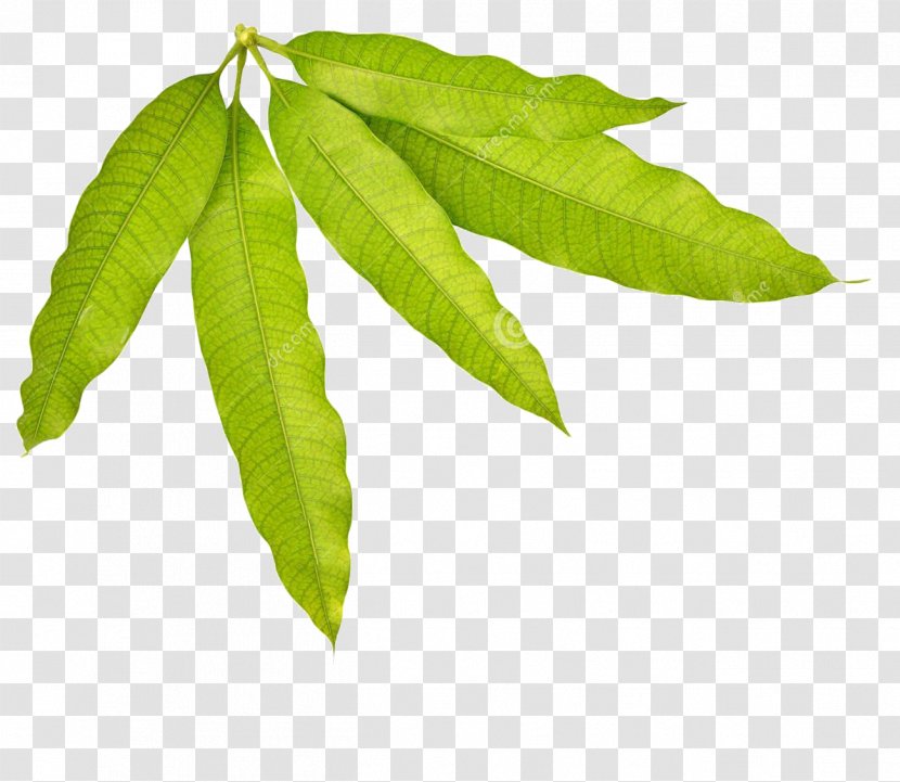 Leaf Mango Stock Photography - Leaves Transparent PNG