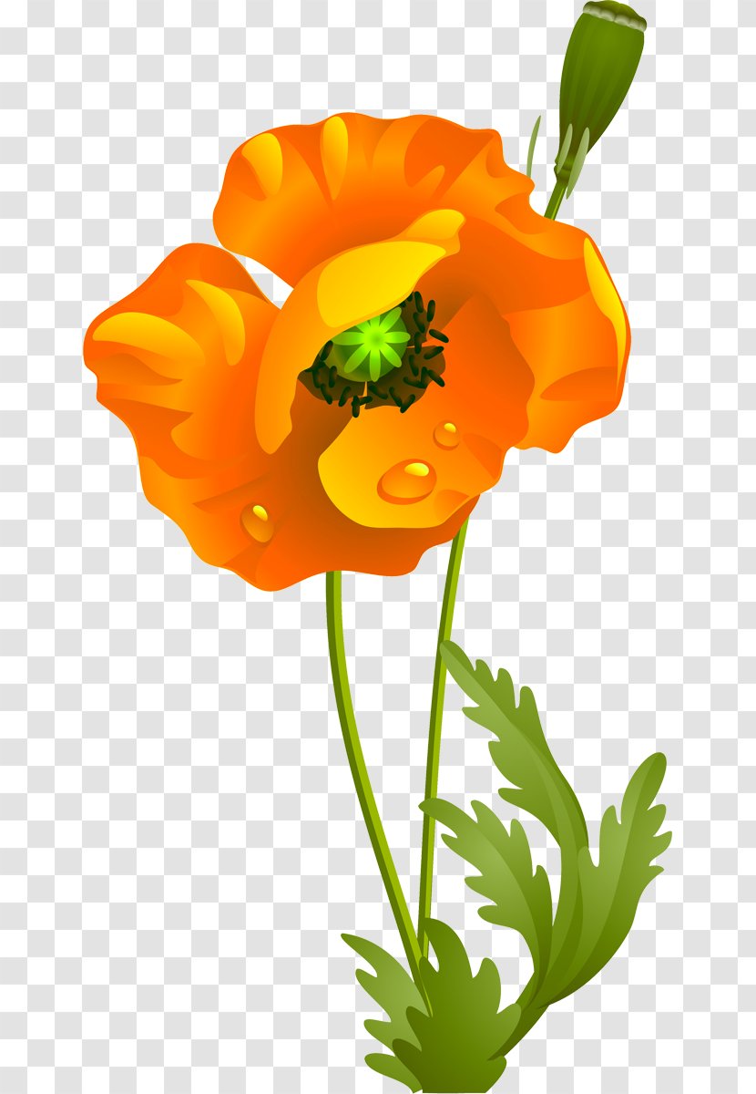 California Poppy Cut Flowers Wildflower Clip Art - Poppies Transparent PNG