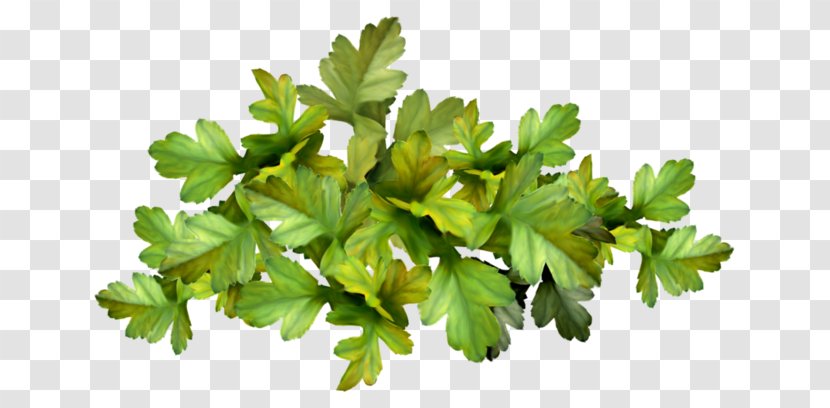 Parsley Vegetable Marjoram Herb Transparent PNG