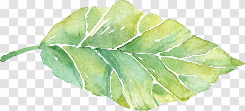 Leaf - Watercolor Painting - Green Leaves Transparent PNG