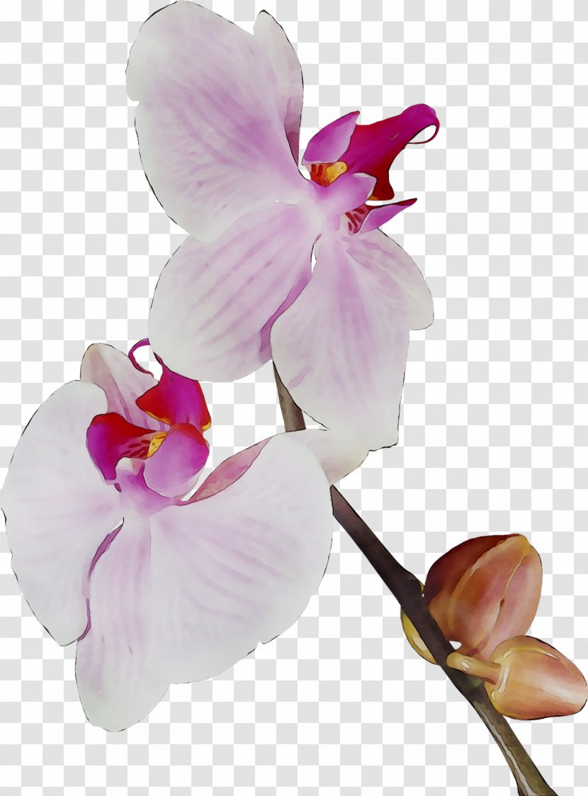 Moth Orchids Cut Flowers Plant Stem - Dendrobium Transparent PNG