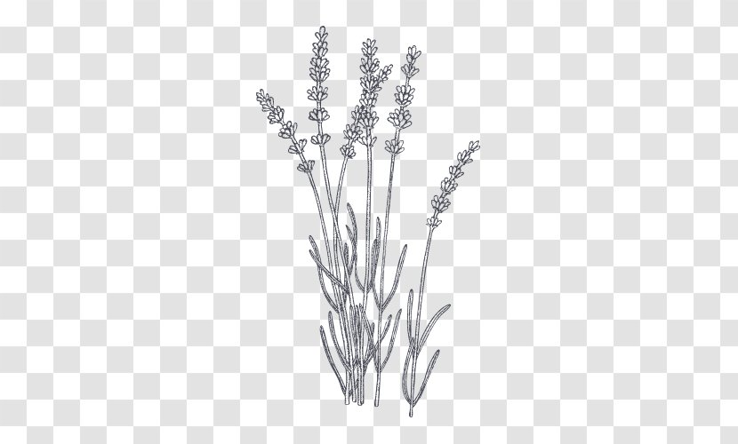 Lavender Plant Botanical Illustration Drawing - Herb Transparent PNG