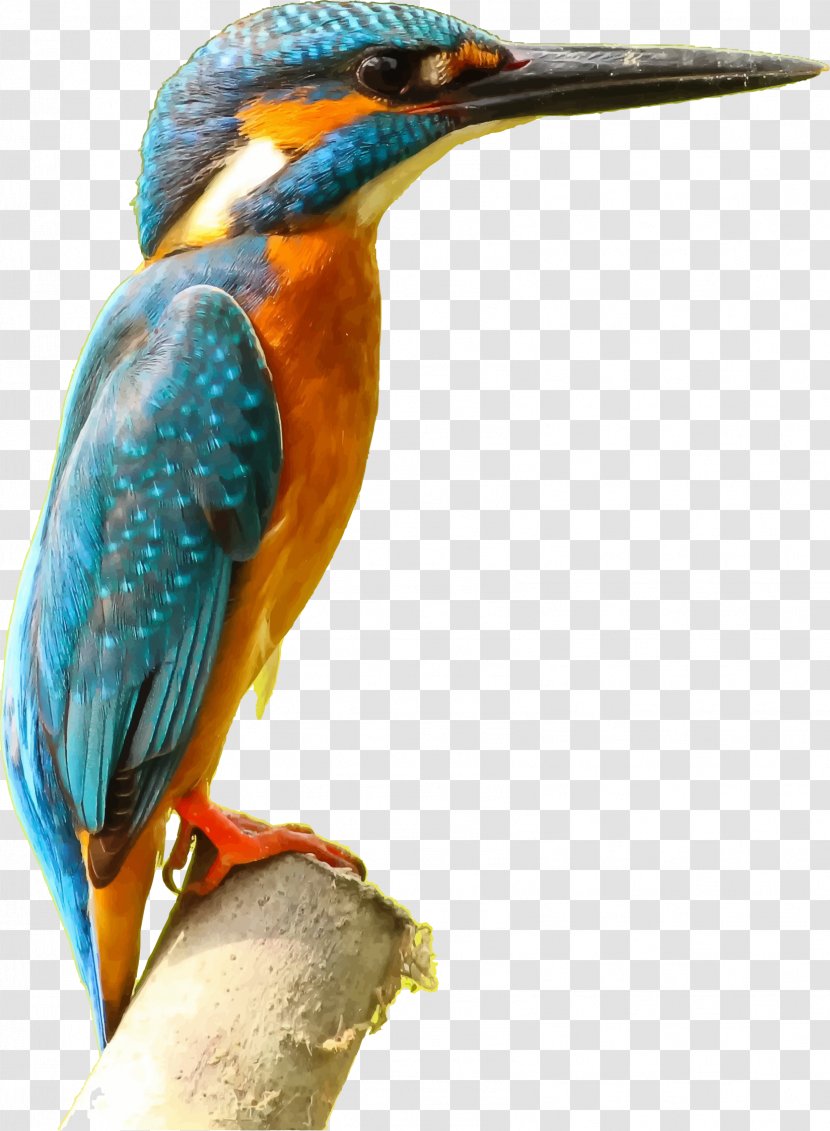 Bird Common Kingfisher Desktop Wallpaper Clip Art - Royaltyfree - Watercolor Transparent PNG