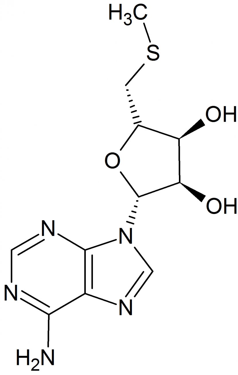 Caffeine Coffee Chemistry Theobromine Norepinephrine Transparent PNG