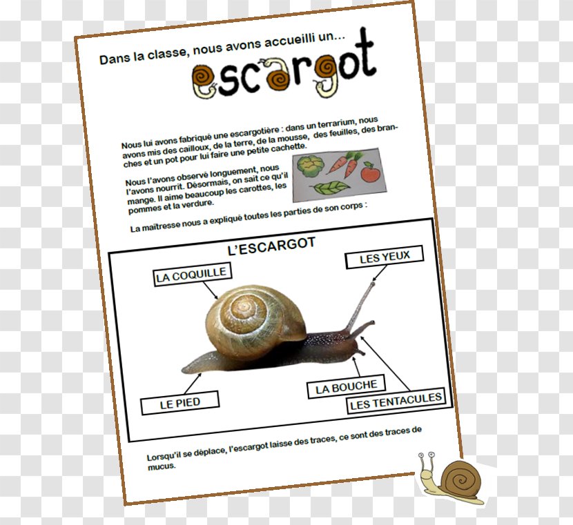 The Snail Insect Gastropods Heliciculture - Primary Education Transparent PNG