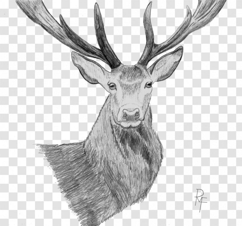 Elk Reindeer Drawing Sketch - Terrestrial Animal - Deer Transparent PNG