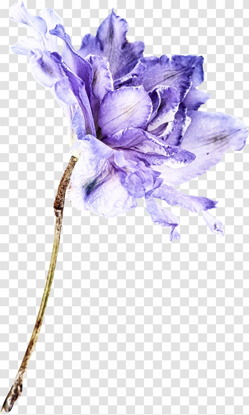Flowers Background - Iris - Wildflower Delphinium Transparent PNG
