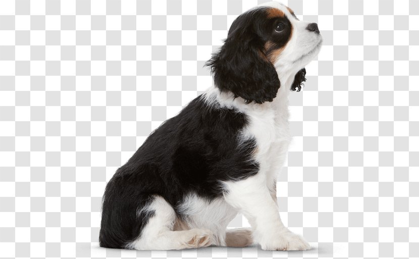English Springer Spaniel Cavalier King Charles Puppy Dog Breed - Group Transparent PNG