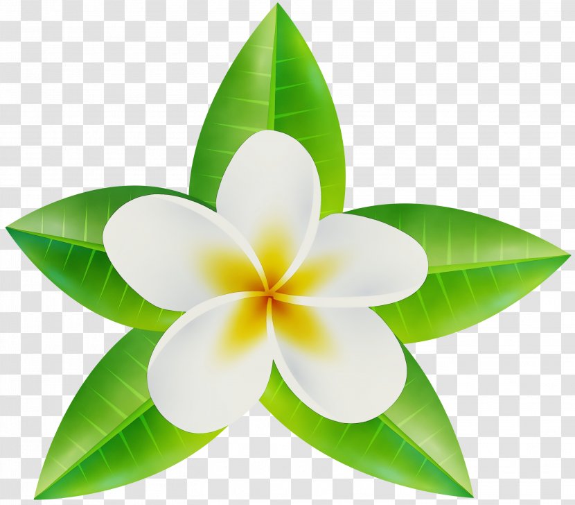 Petal Flower Leaf Plant Flowering - Wet Ink - Frangipani Transparent PNG