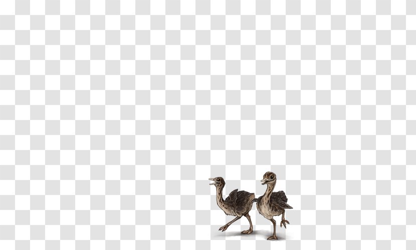 Common Ostrich Flightless Bird Camel Ratite - Wildlife Transparent PNG