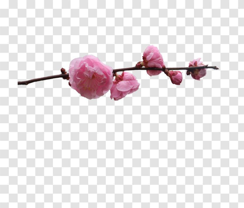 Plum Blossom - Petal - Flower Transparent PNG