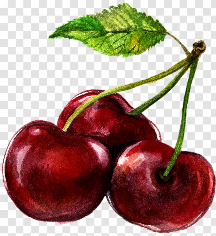 Watercolor Painting Cherry Illustration - Local Food - Hand-painted Transparent PNG