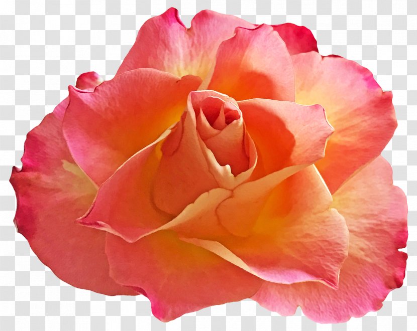 Garden Roses Centifolia Floribunda Cut Flowers Petal - Close Up - Sneeze/ Transparent PNG