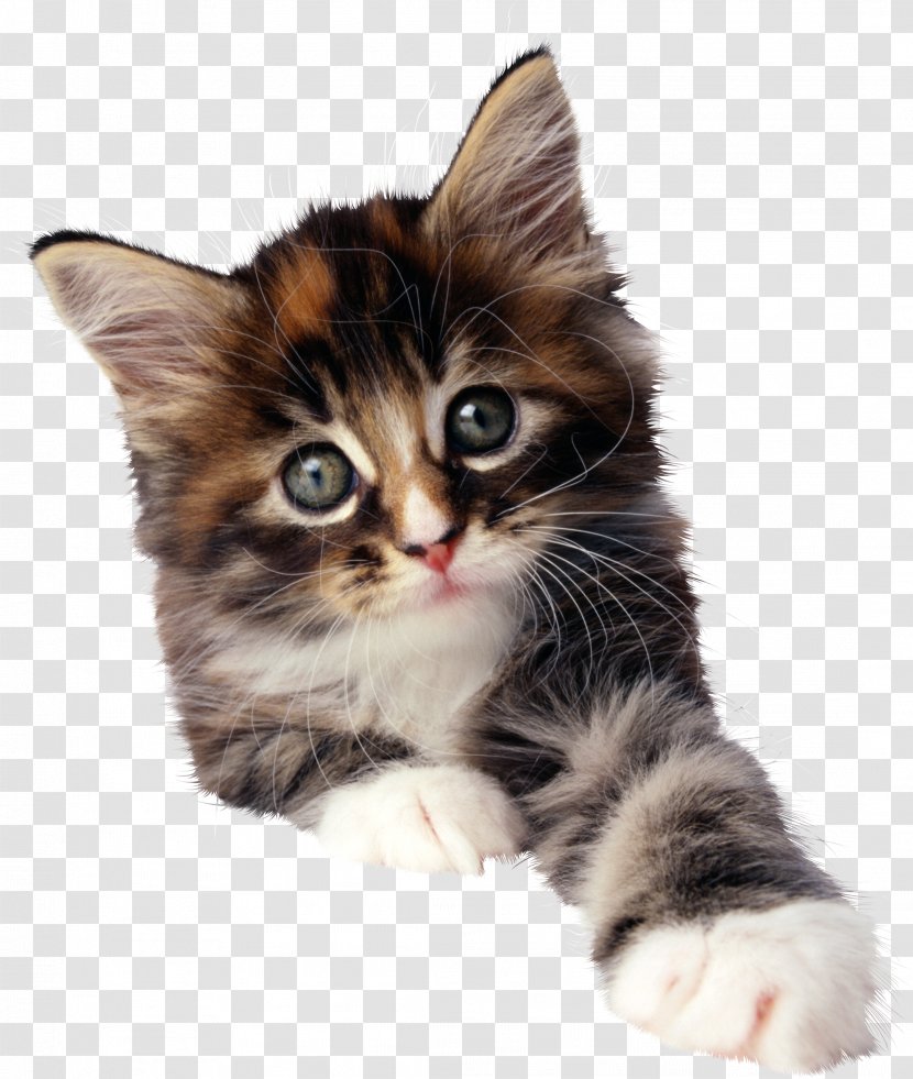 Cat Kitten Image Stock.xchng Photograph - Domestic Short Haired Transparent PNG