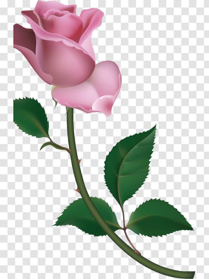 Garden Roses Cabbage Rose Petal Bud Clip Art - Skin Transparent PNG