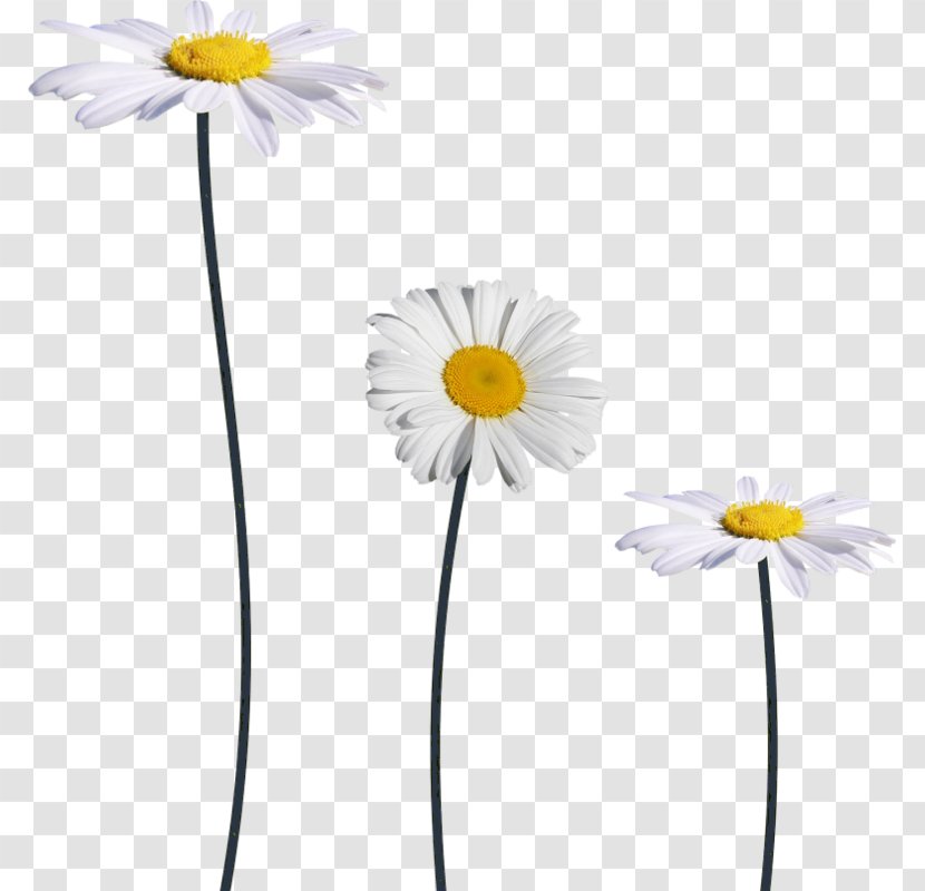 Flowering Plant Gerbera Stem - Flower Transparent PNG