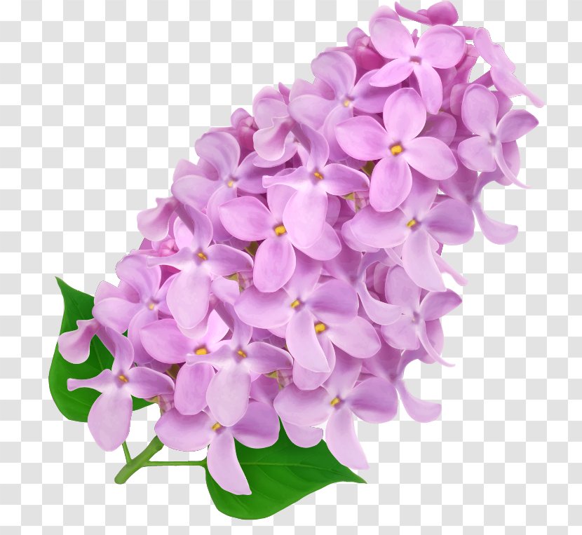 Design Flower Image Hyacinth Vector Graphics - Flowering Plant Transparent PNG