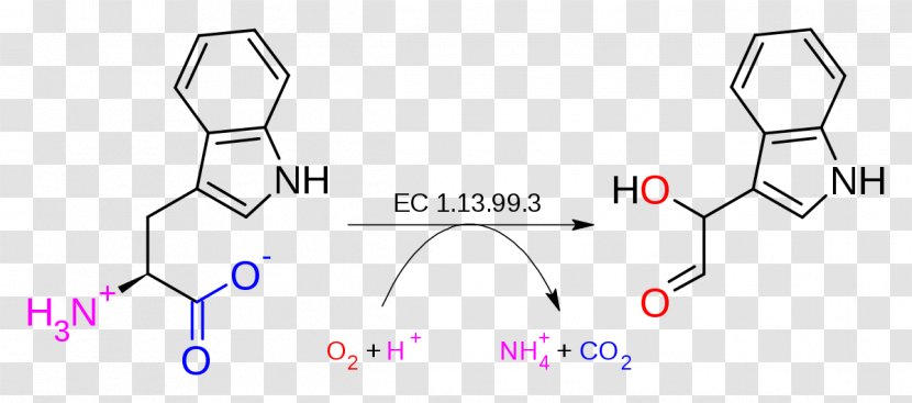 Tryptophan 2,3-dioxygenase 2'-dioxygenase Hydroxylase - Tree - Molecular Chain Deductible Transparent PNG