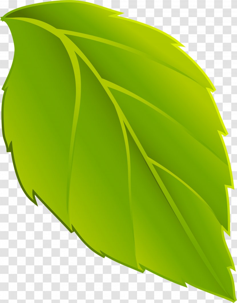 Leaf Animation Plant - Transpiration - Persimmon Transparent PNG