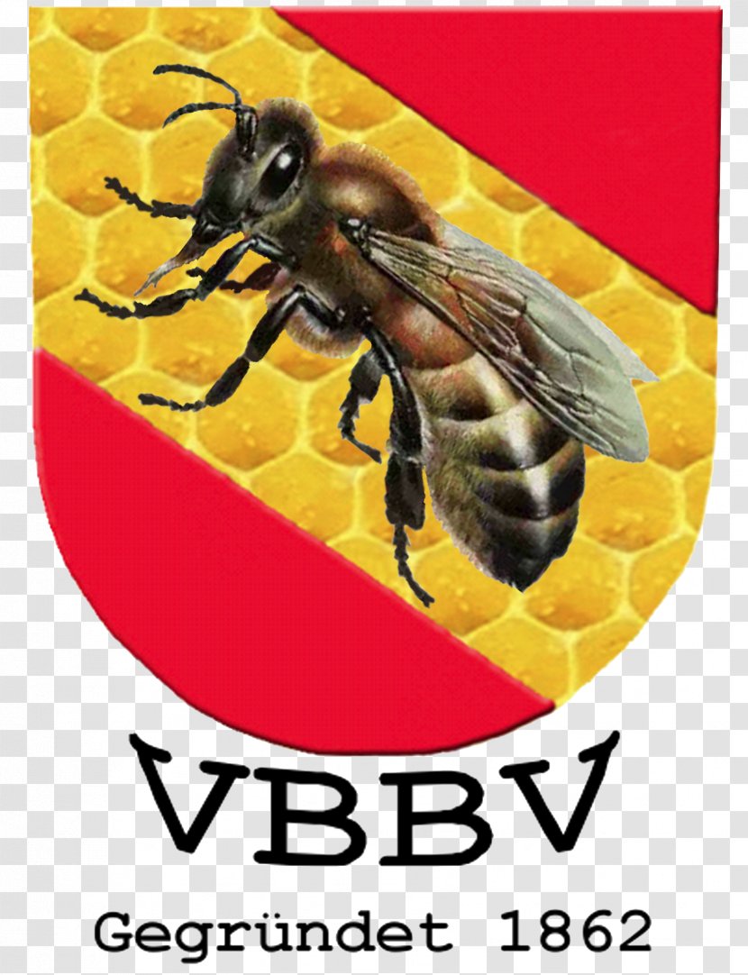 Honey Bee Bus Download Documentation - Wasp - Bern Flyer Transparent PNG