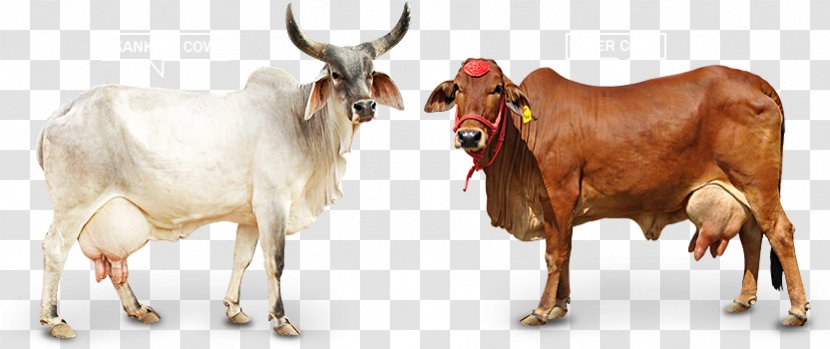 Gyr Cattle Holstein Friesian Ox Sahiwal Kankrej - Farm - Gir Cow Transparent PNG