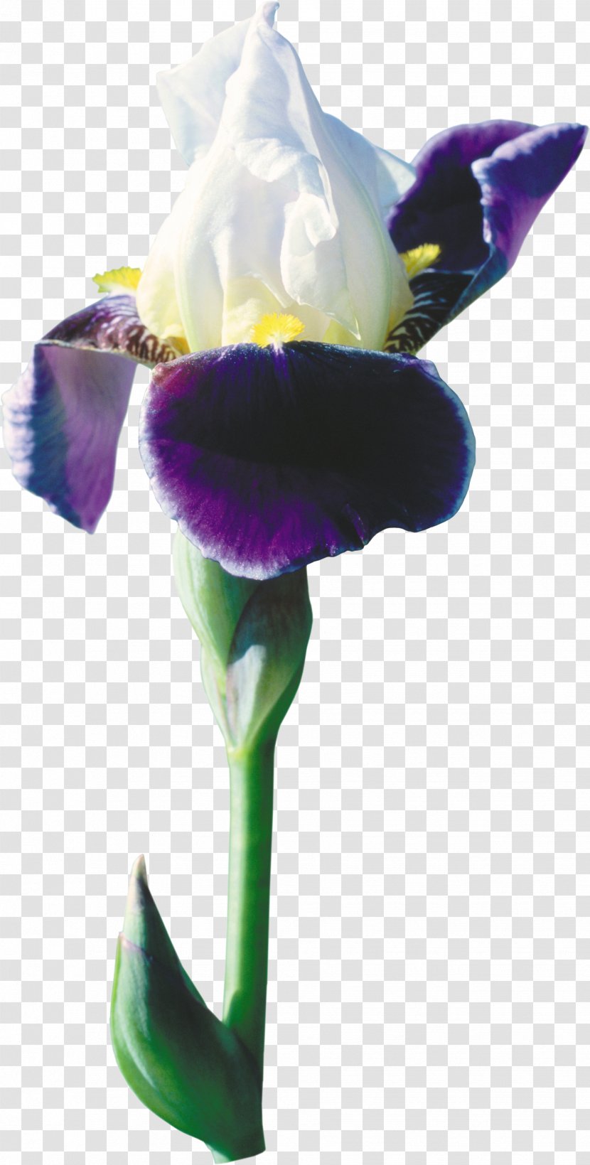 Wall Iris Flower Germanica Netted Croatica Transparent PNG
