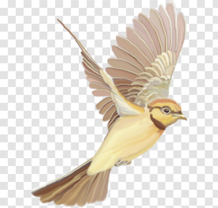 .de Internet Конспект урока .ru - Ua - Bird Dropping Transparent PNG