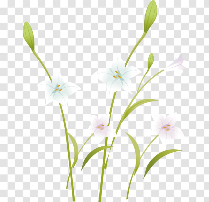 Floral Design Petal Pattern - Fresh And Elegant Lily Transparent PNG