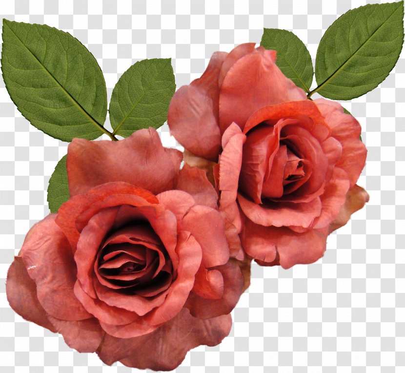 Rainbow Rose Desktop Wallpaper Flower - Artificial - White Roses Transparent PNG