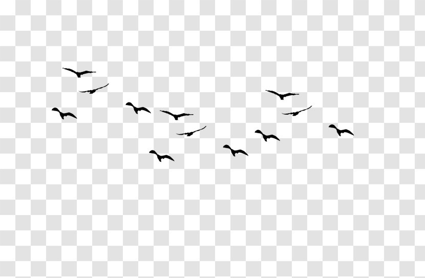Swallow Bird - Flock - Wing Water Transparent PNG