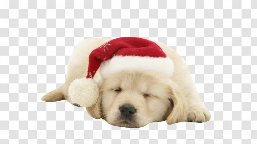 Puppy Dog Santa Claus Christmas Wallpaper - Pet Transparent PNG