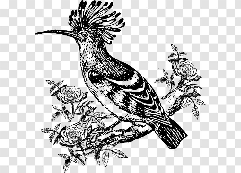 Drawing Bird Beak Image Feather - Songbird Transparent PNG