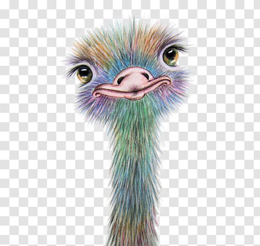 Watercolor Painting Art Drawing Common Ostrich - Paint Transparent PNG