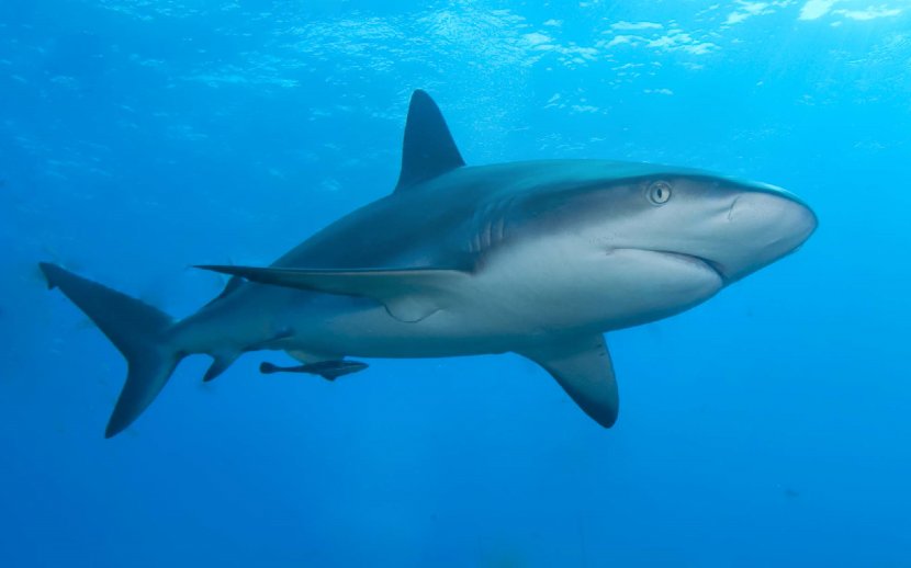 Caribbean Reef Shark Carcharhinus Amblyrhynchos Blacktip - Marine Biology - Sharks Transparent PNG