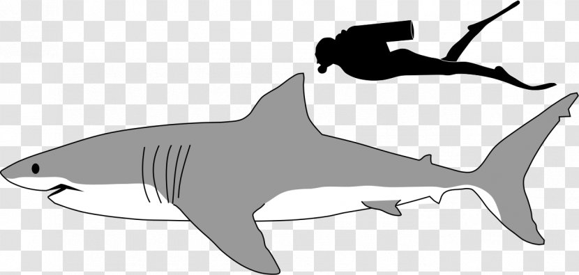 Great White Shark Megalodon Lamniformes Tiger Clip Art - Whale - Black And Pictures Transparent PNG