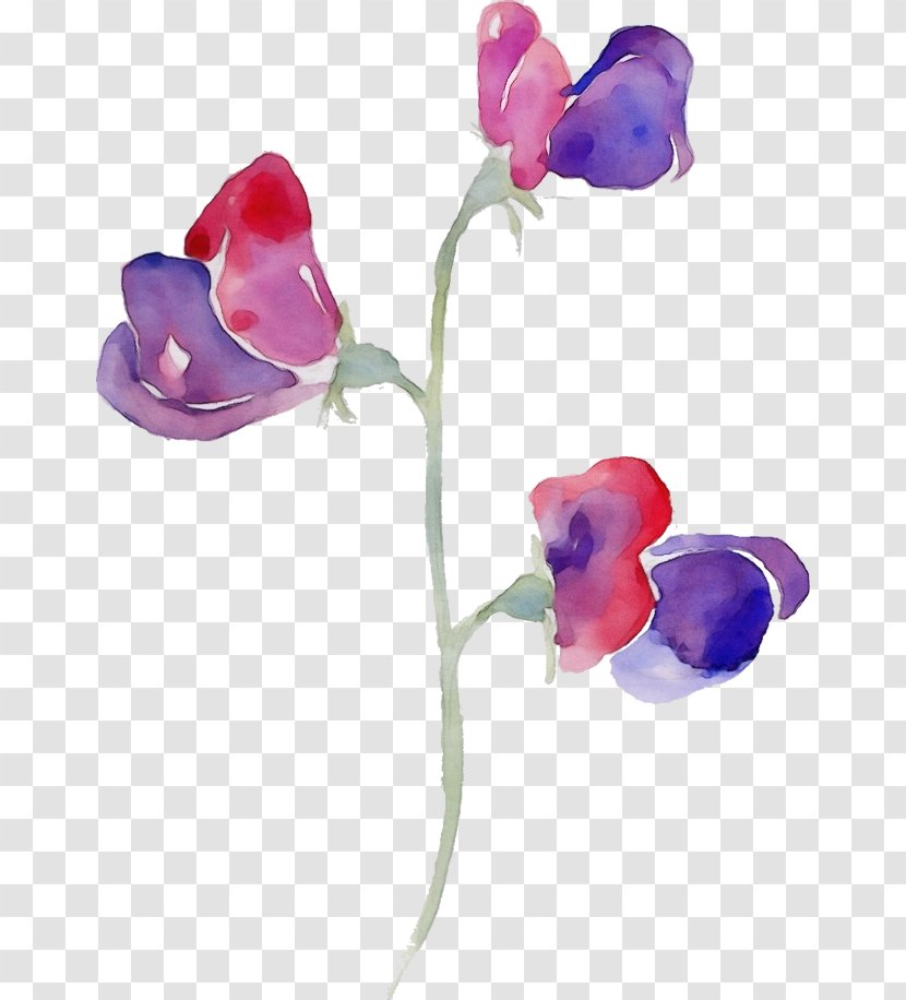 Sweet Pea Flower - Tulip - Artificial Transparent PNG