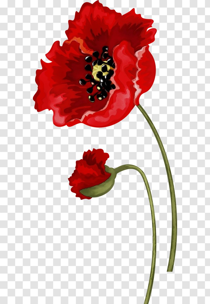 Red Flower Plant Petal Corn Poppy - Coquelicot - Flowering Family Transparent PNG