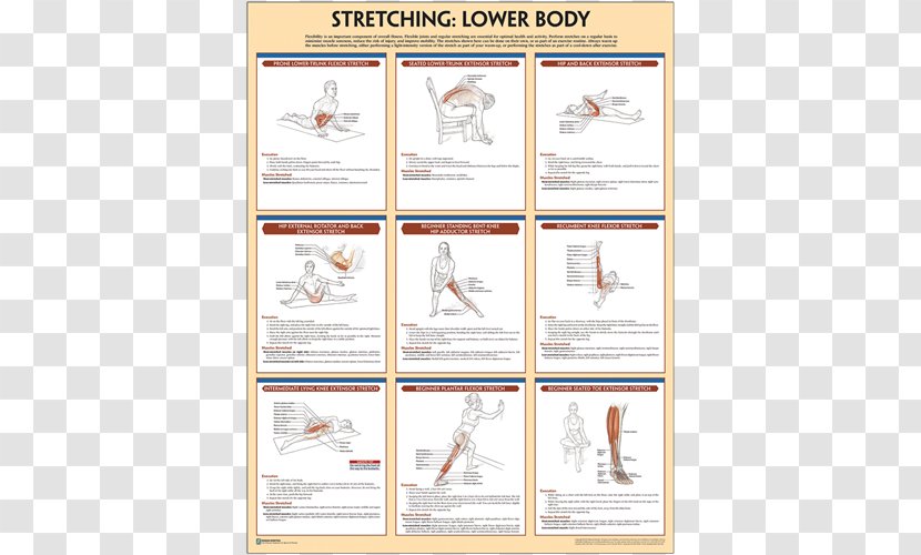 Stretching Poster Paper Exercise - Brand - Sport Posters Transparent PNG