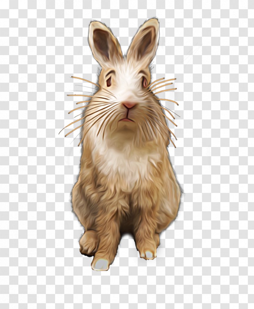 Domestic Rabbit Hare Whiskers Art - Creative Fig. Transparent PNG