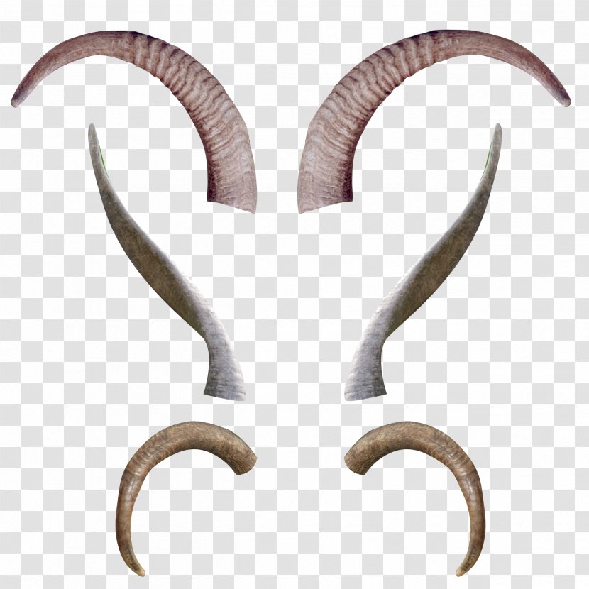 Deer Horn Antler Moose Cattle - Skull - Claw Transparent PNG