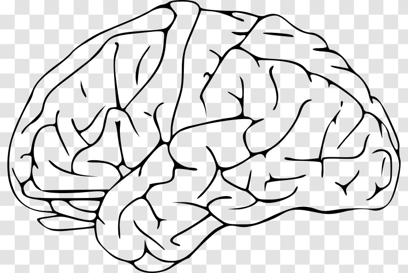 Human Brain Drawing Clip Art - Silhouette Transparent PNG